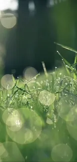 Green nature wallpaper with dewy grass and bokeh lights creating a serene scene.