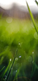 Serene green grass wallpaper with soft focus effect.