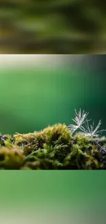 Serene green wallpaper with moss and blurred background.