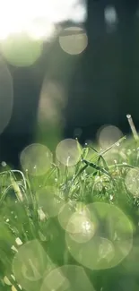 Serene green grass with bokeh and sunlight in nature wallpaper.