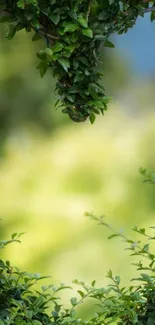 Lush green foliage with blurred background for serene mobile wallpaper.