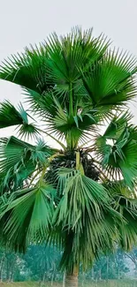 Green palm tree standing by a peaceful lake.