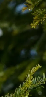 Close-up of pine needles with dew drops in a forest green setting.