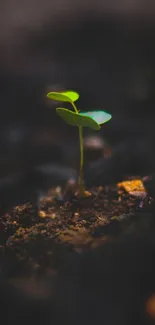 A small green plant sprouts from soil in a dimly lit earthy background.