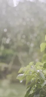 Green rainy wallpaper with lush foliage and soothing rain.