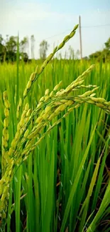 Vibrant green rice field under a clear sky, showcasing serene natural beauty.