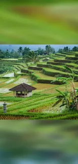 Green rice terraces with lush scenery and serene atmosphere.