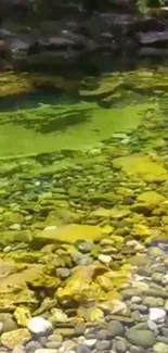 Tranquil green river with stones in a serene natural setting.