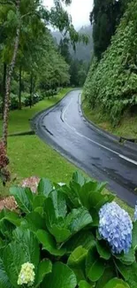 A lush green road bordered by vibrant hydrangeas.