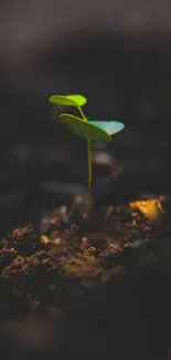 Vibrant green sapling in dark soil wallpaper.