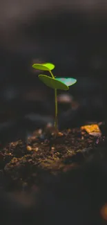 A small green sprout emerges from dark soil, symbolizing growth amid tranquility.