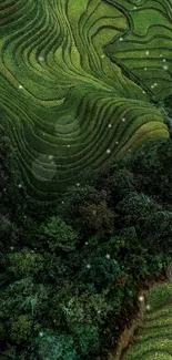 Green terraced fields in nature wallpaper, perfect for mobile screens.