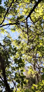 Bright green tree canopy with sun rays peeking through, creating a serene atmosphere.