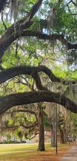 Pathway under moss-covered trees with lush green canopy.