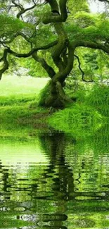 Lush green tree reflected in tranquil pond.