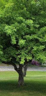 Lush green tree in a serene outdoor setting.