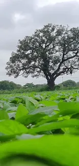 Lush green landscape with a majestic tree.