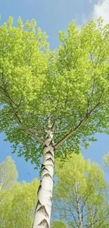 A tall birch tree with fresh green leaves against a blue sky.