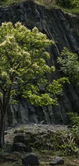 A green tree against a rocky cliff, perfect for a serene mobile wallpaper.