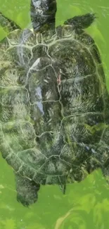 Green turtle swimming in clear water.