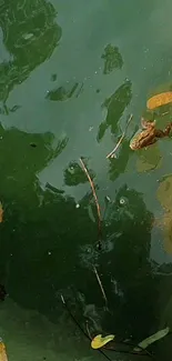 Serene green water with floating leaves and reflections.