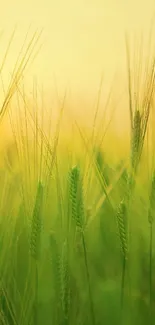 Sunlit green wheat field mobile wallpaper.