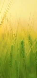 Green wheat fields at sunset with serene light.