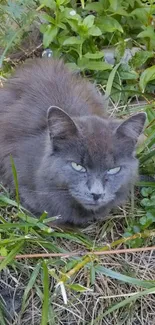 Grey cat resting in lush greenery.