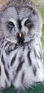 Close-up of a grey owl with intricate feathers in a calm, natural setting.