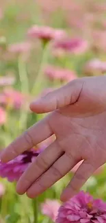 Hand reaching out in a pink flower field, serene and peaceful.