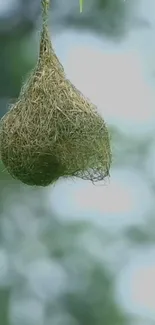 Close-up of a hanging bird's nest against a blurred green background.