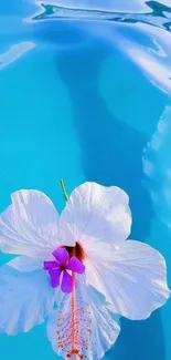 Hibiscus flower on serene blue water background.