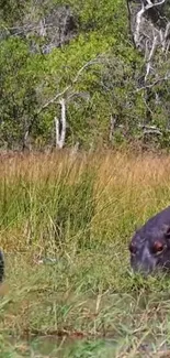 Two peaceful hippos in lush green grassland, surrounded by trees.