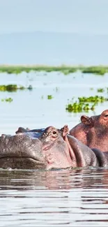 Hippos relaxing in a tranquil lake with clear blue water and distant greenery.