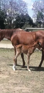 Brown horse with foal in a serene green pasture.