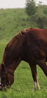 Brown horse grazing in lush green field.