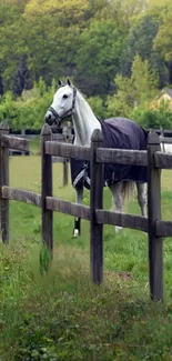 Horse standing in a green pasture behind a wooden fence.