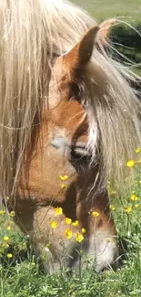 Horse grazing in a meadow with yellow wildflowers.