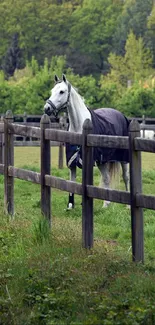 White horse standing in a green paddock with wooden fence.