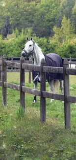 White horse in a green, fenced pasture with trees in the background.