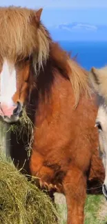 Two horses peacefully grazing in a meadow.