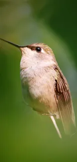 Serene hummingbird surrounded by lush green foliage.