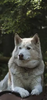 Serene husky resting in lush forest setting, perfect for nature lovers.