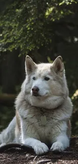 Serene husky lying on forest ground in lush green setting.