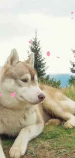 Husky dog relaxing in nature with pink petals around.