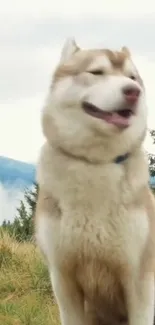 Majestic Husky posing in a natural landscape with soft, grassy surroundings.