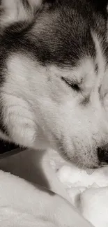 Husky lying in snowy landscape with serene expression.