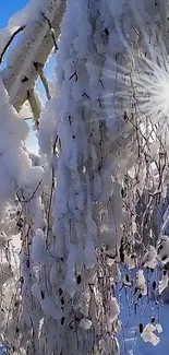 Snowy branches glisten in sunlight with sky backdrop.