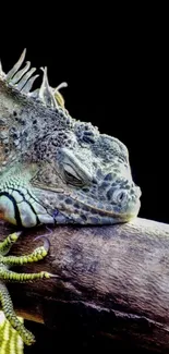 A green iguana rests on a branch against a black background.