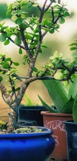 Indoor plant display with green pots for a serene wallpaper.